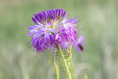 Rocky Mountain Bee Plant 2023